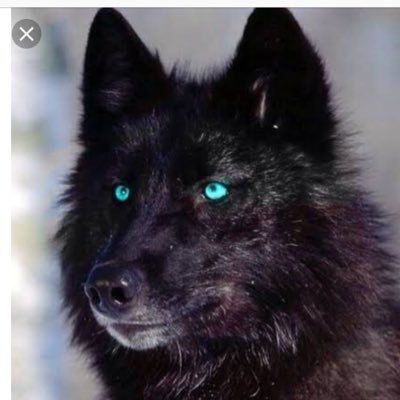 Profile Picture of Thomas Gillett (@ThomasGillett17) on Twitter