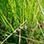 Profile Picture of Keith Alexander (@keithalexander) on Flickr