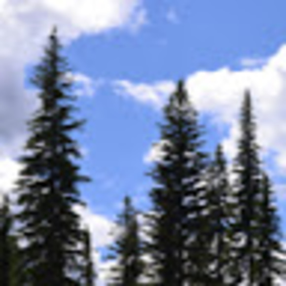 Profile Picture of Donna Foster (@dmfoster1109) on Poshmark