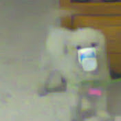 Pablo Anton - Youtube Profile Picture of Pablo Anton (@pabloanton4337) on Youtube