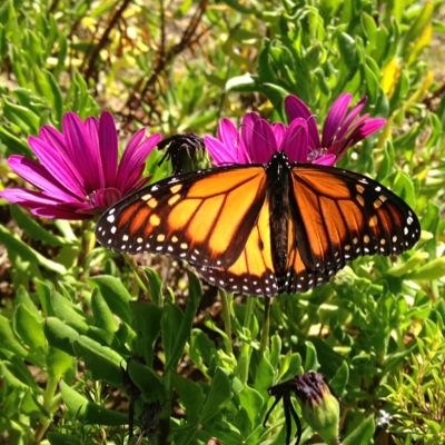 Profile Picture of Lisa Catlin (@lisakitcat5) on Twitter