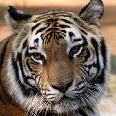 Profile Picture of Steven Bellerose (@mrbellerose) on Twitter