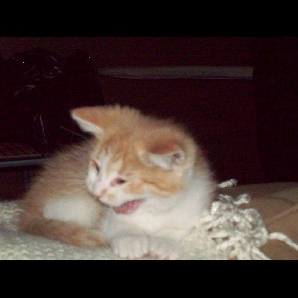 Profile Picture of Andrea Cloutier (@acloutier) on Poshmark