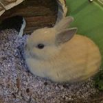 Profile Picture of Peter (@peter.foofoo.conrady) on Instagram