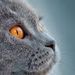 Profile Picture of KamiKatze (@kevin_springmann) on Pinterest