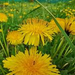 Andrea Blackshear - Instagram Profile Picture of Andrea Blackshear (@may_applesmicrofarm) on Instagram