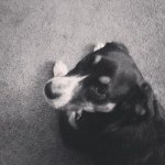 Profile Picture of Barkley Ann Bartley (@barkley_and_beanieboos) on Instagram