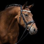 Profile Picture of guess who‘s riding your girl (@reitanlage.engelsberg) on Instagram