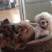 Profile Picture of Lulu Belle Lucas (@sw8lou) on Pinterest