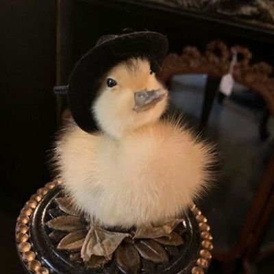 Profile Picture of Nick Laird (@undeadmonkey2) on Twitter