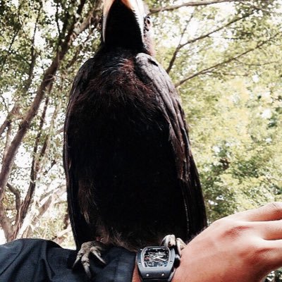 Profile Picture of David Amram (@amram4_amram) on Twitter