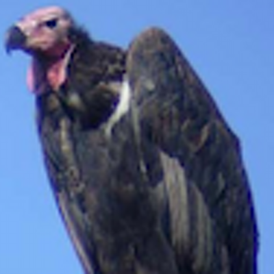 Profile Picture of Tom Krauss (@Twist_Vector) on Twitter