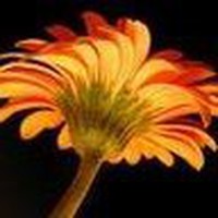 Profile Picture of Jonathan Ip (@jonathan-ip-15) on Quora