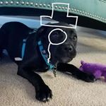 Profile Picture of Renee Pellerite (@reneepellerite) on Instagram