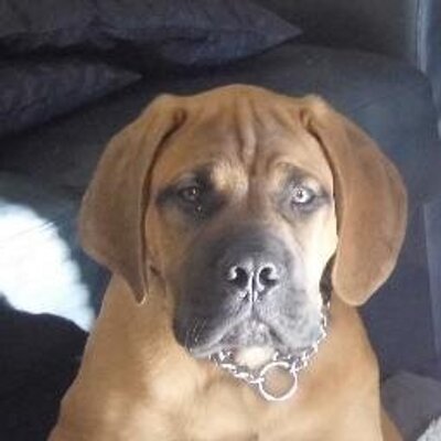 Profile Picture of Paula Brookes (@biganimallover) on Twitter