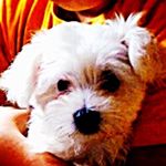 Profile Picture of james toye (@jamesswag2003) on Instagram