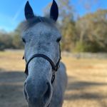 Profile Picture of Lyla Davis Chappell (@sterlingscastle4ever) on Instagram
