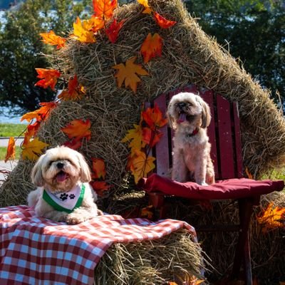 Profile Picture of Sandy Barron (@SandyB67691339) on Twitter