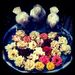 Profile Picture of Ellen Herbert (@ellen_h) on Pinterest