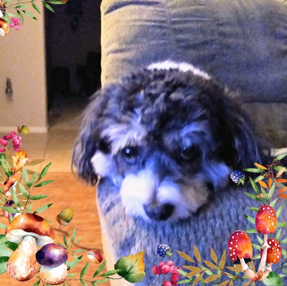 Profile Picture of Susan Routt (@suwestcliffe873) on Poshmark