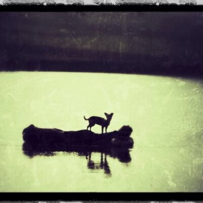 Profile Picture of George Shirley-Beava (@gshirleybeavan) on Twitter
