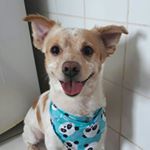 Profile Picture of nick Procópio (@nick._.procopio) on Instagram