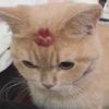 Profile Picture of Lily Krigelski (@@davidmuirfanpage) on Tiktok