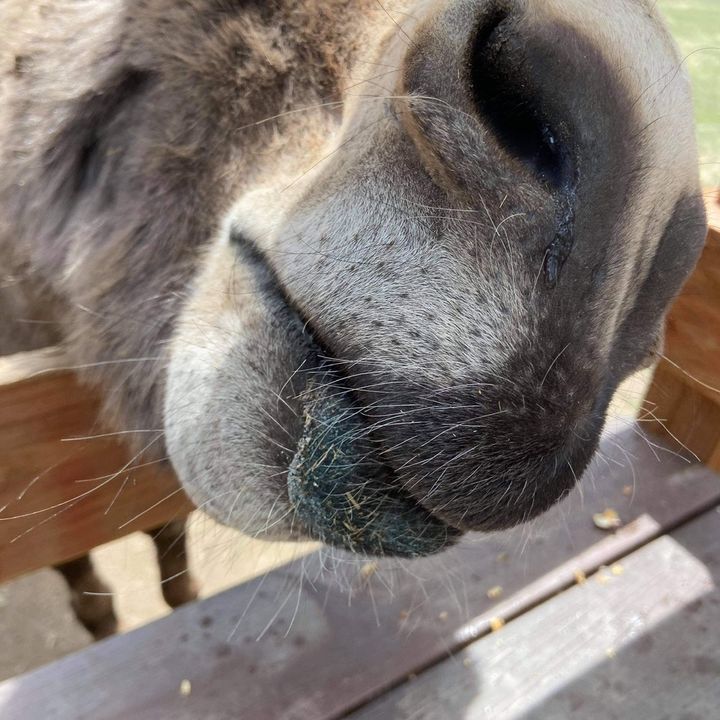 Profile Picture of Alice Spurgeon (@alices450) on Tiktok