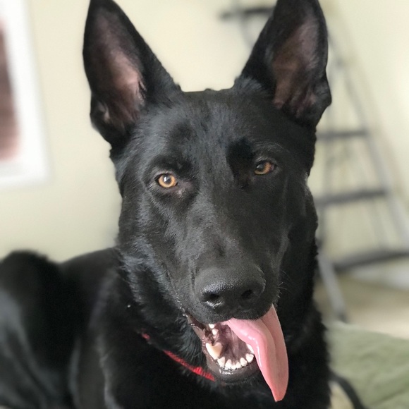 Profile Picture of Patrick Shea (@patrick_shea) on Poshmark