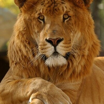 Profile Picture of Ron Chisholm (@rlchis) on Twitter