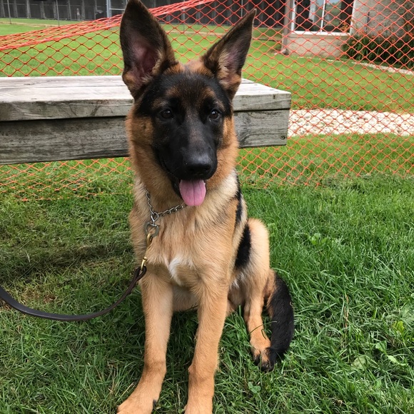 Profile Picture of Lauren Schildgen (@laurenschildgen) on Poshmark