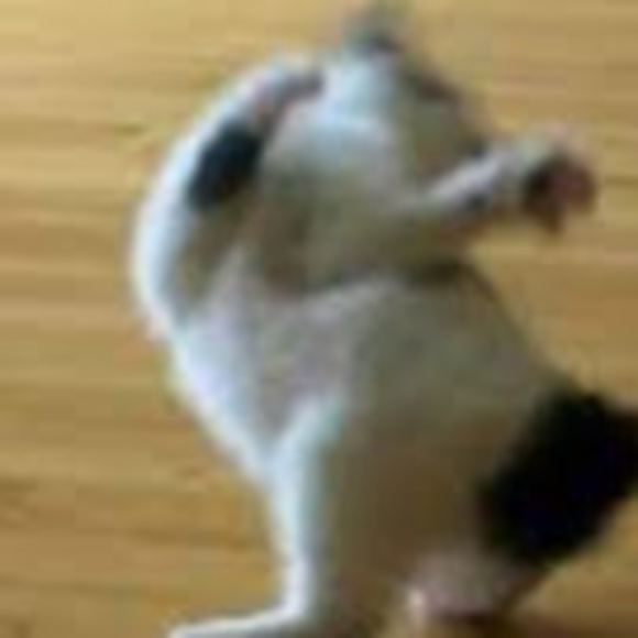 Profile Picture of Catherine Liu (@bojackzhorse) on Poshmark