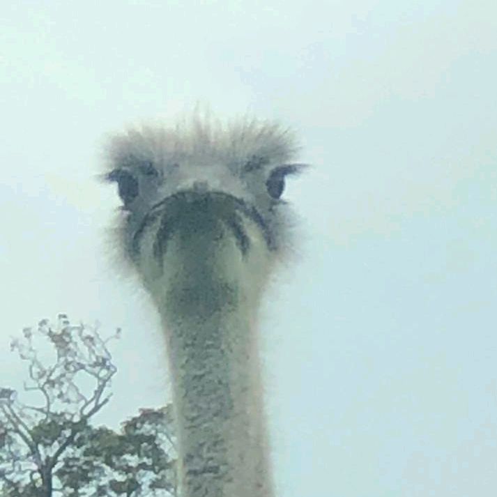 Profile Picture of Josh (@josh_newt) on Tiktok