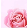 Profile Picture of ♥️♥️♥️♥️ (@cath4ever) on Tiktok