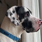 Profile Picture of Jake Scroggins (@jakescrogginsforsheriff) on Instagram