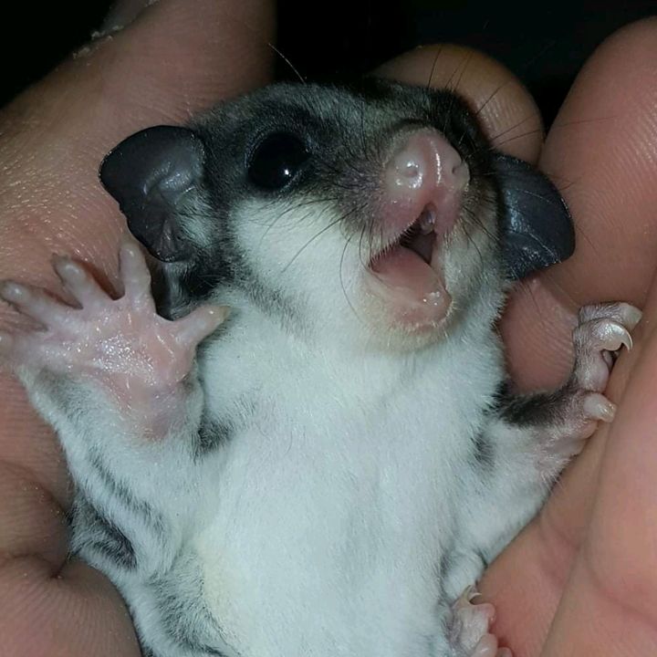 Profile Picture of brandytorrez32 (@brandytorrezdesigns) on Tiktok