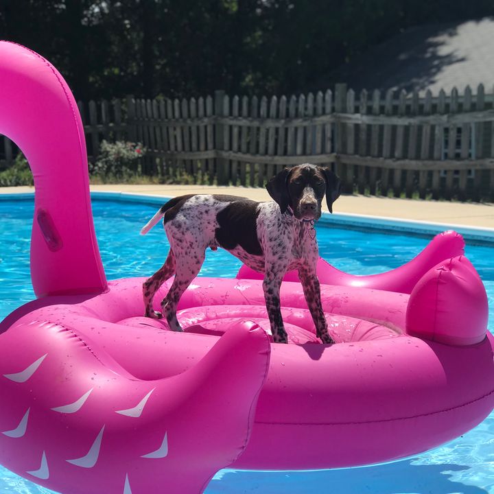 Profile Picture of leethepointer (@leethepointer) on Tiktok