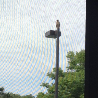 Profile Picture of Tony Mazzella (@tonymazzella10) on Twitter