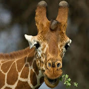 Profile Picture of Barbara Semkiw (@barbarasemkiw7337) on Youtube