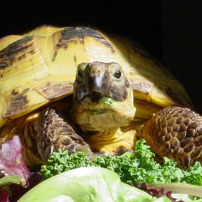 Profile Picture of Joe Schramm (@broseph_P) on Twitter