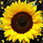 Profile Picture of Jannie Jeanett Tøt Larsen (@jiinie sunflower) on Flickr