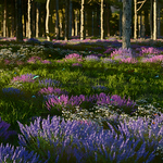 Profile Picture of Thomas Burns (@trbrenders) on Flickr