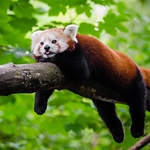 Profile Picture of Michael Kwan (@mkwan818) on Flickr