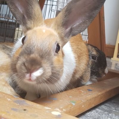 Profile Picture of Josh Jones (@LeapLemmings) on Twitter