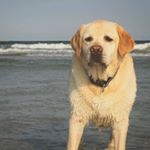 Profile Picture of Frances Howe (@howe_frances) on Instagram