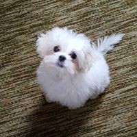 Profile Picture of Wanda Curtis Aiken (@wanda-curtis-aiken) on Quora