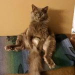 Profile Picture of Dena Palmer (@scottandkassiesmom) on Instagram