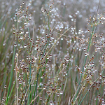 Profile Picture of Emily  Dunford (@water reed photography) on Flickr