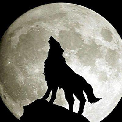 Profile Picture of Abed Alkhatib (@AlkhatibAbed) on Twitter