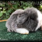 Profile Picture of Jessica hrincius (@veltenhofer_zwergwidder) on Instagram